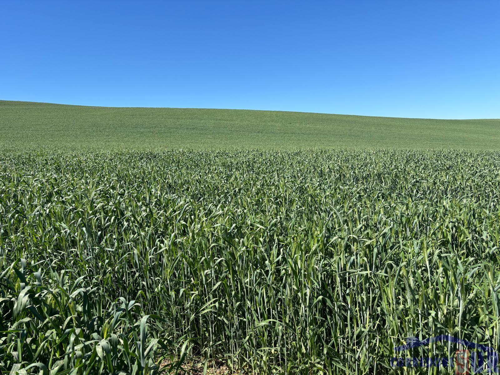 Venta de finca rústica en Córdoba