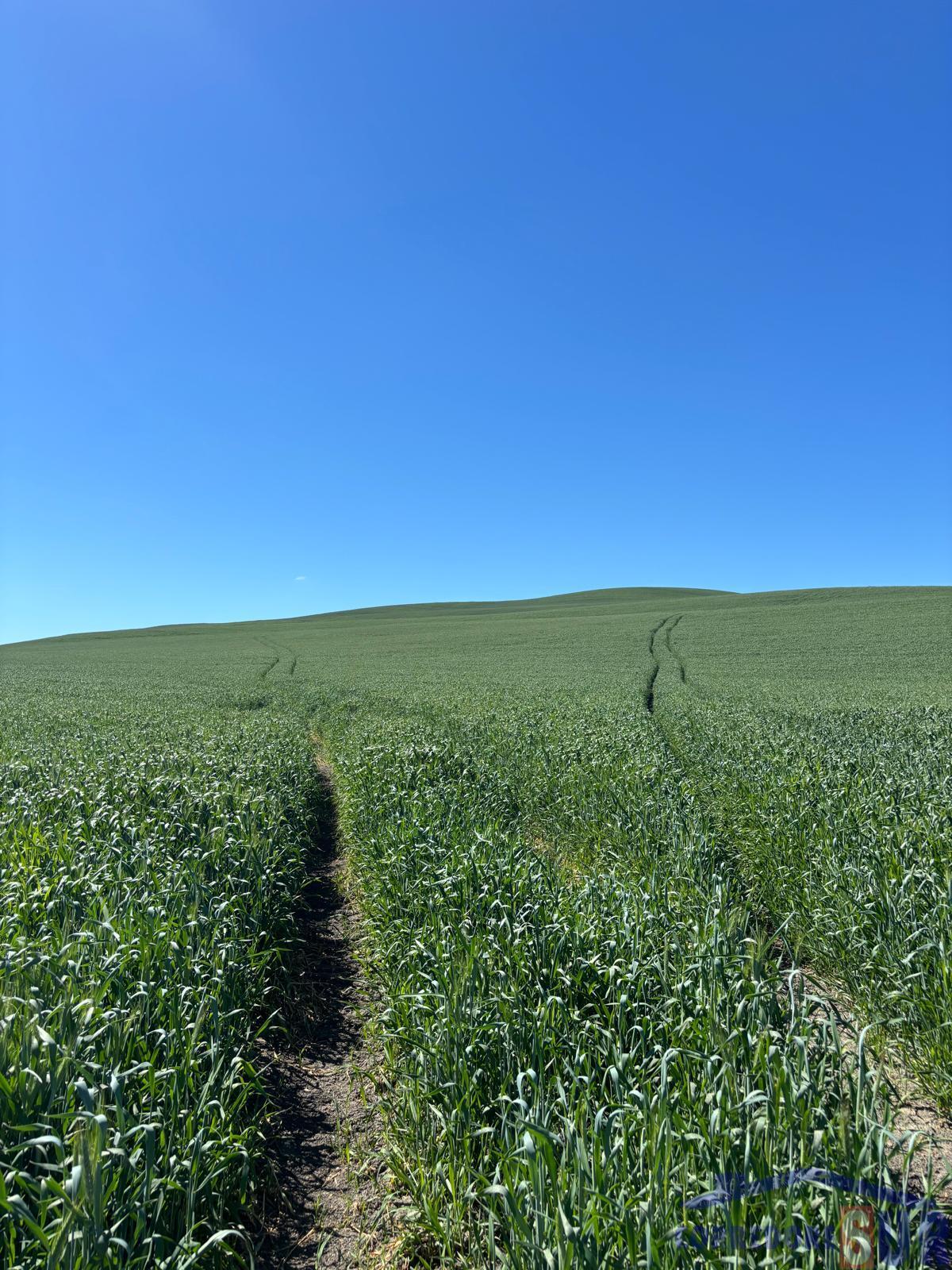 Venta de finca rústica en Córdoba