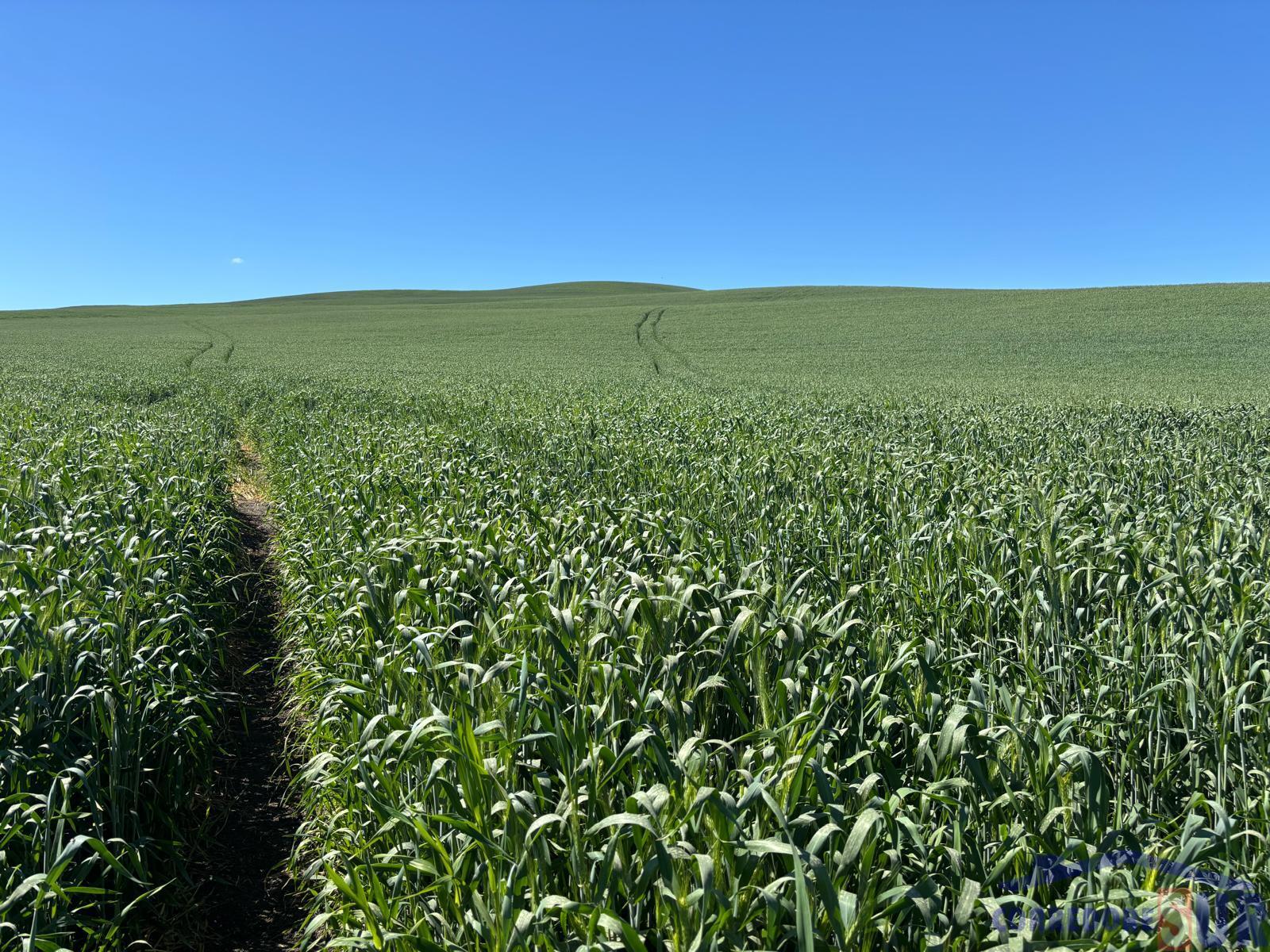 Venta de finca rústica en Córdoba