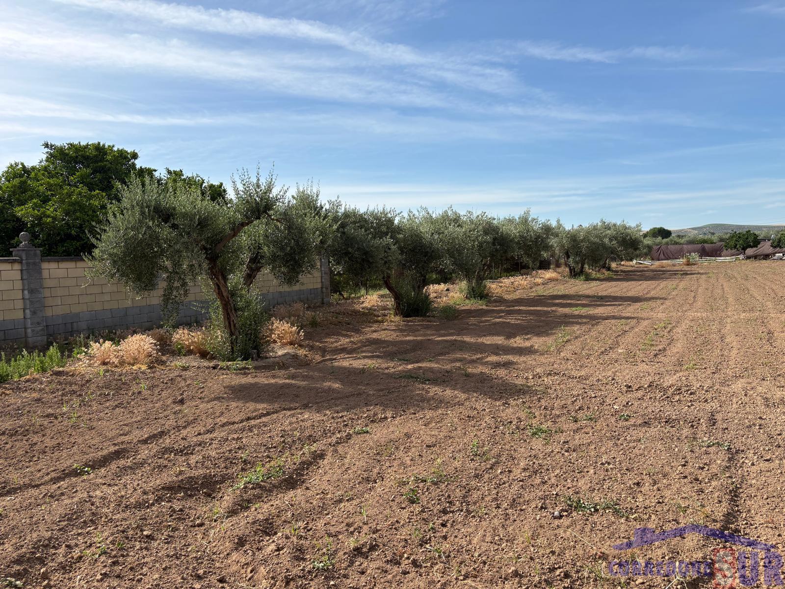 Venta de finca rústica en Córdoba