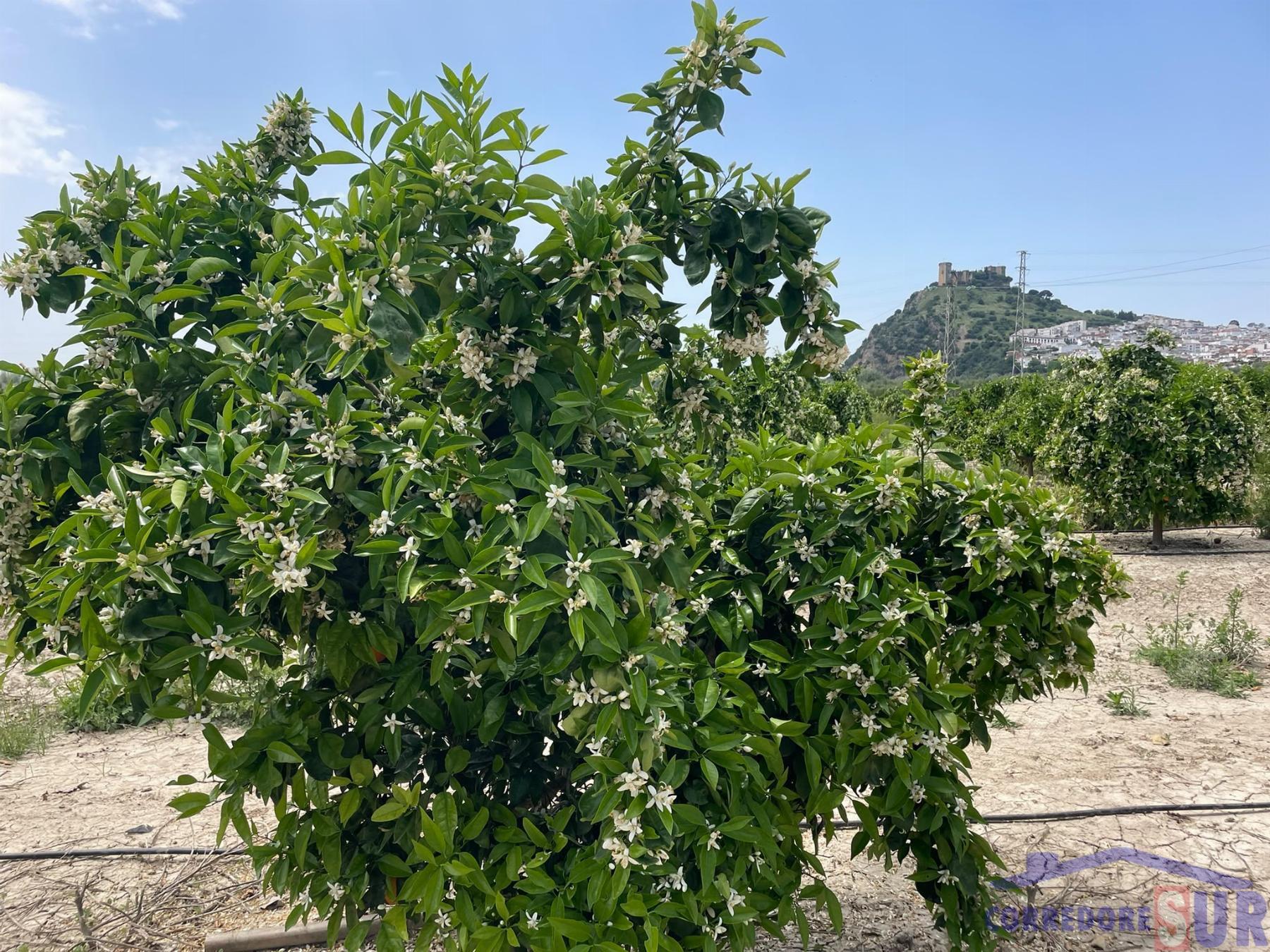 Venta de finca rústica en Córdoba