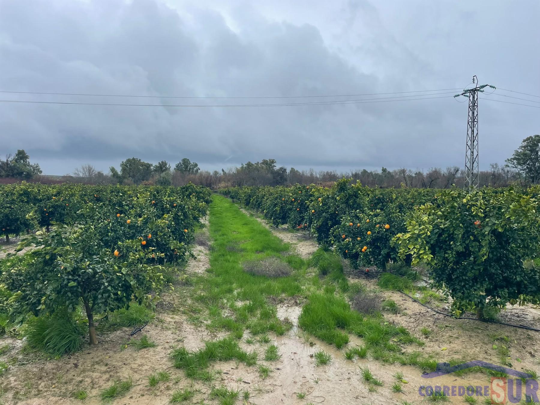 Venta de finca rústica en Córdoba