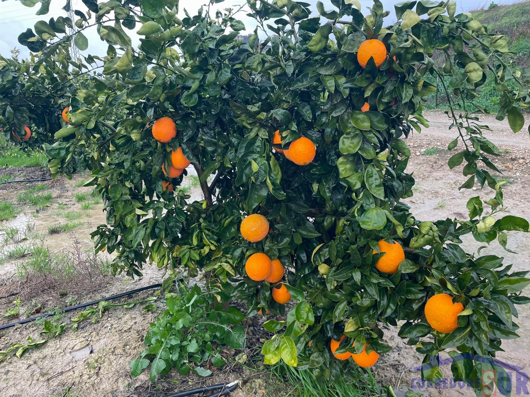 Venta de finca rústica en Córdoba