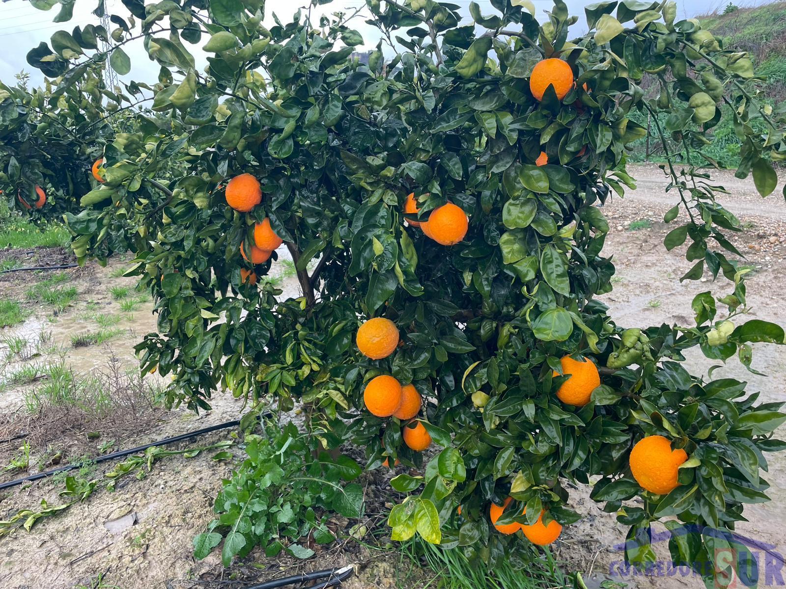 Venta de finca rústica en Córdoba