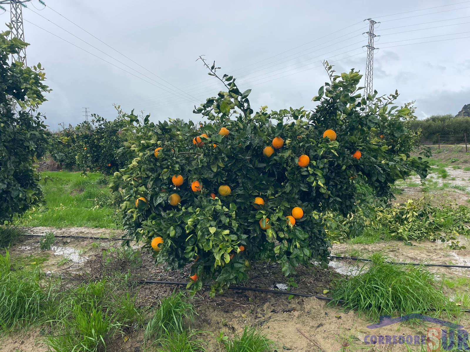 Venta de finca rústica en Córdoba