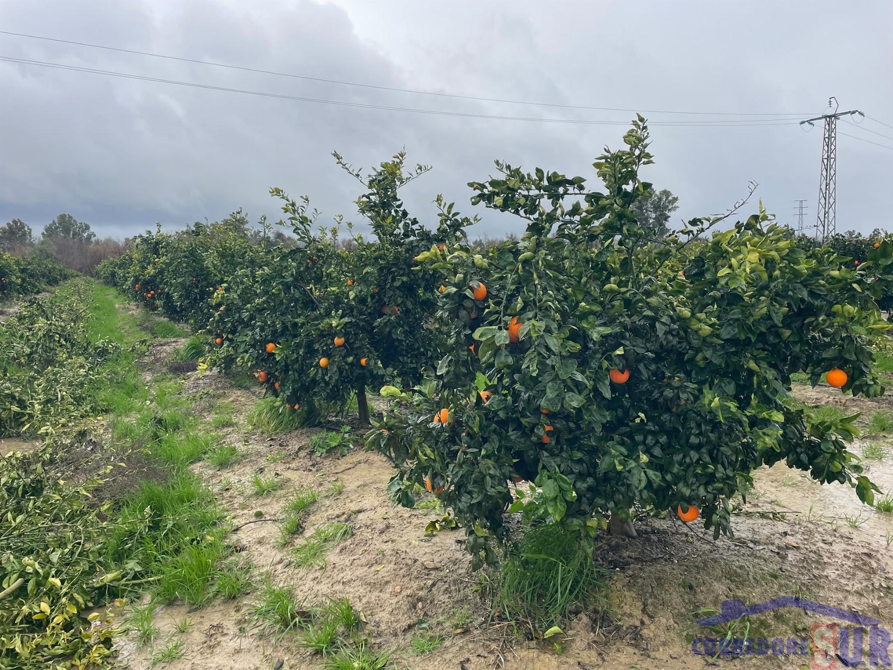 Venta de finca rústica en Córdoba