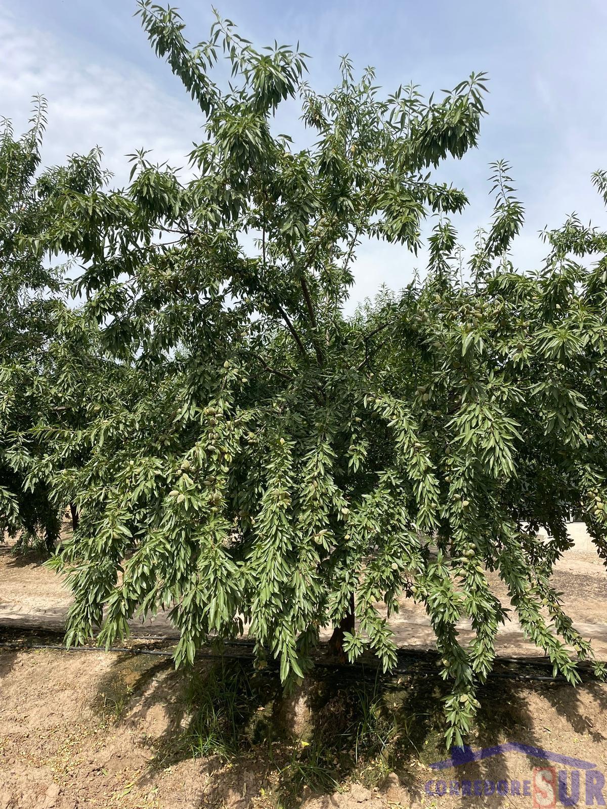 Venta de finca de recreo en Córdoba
