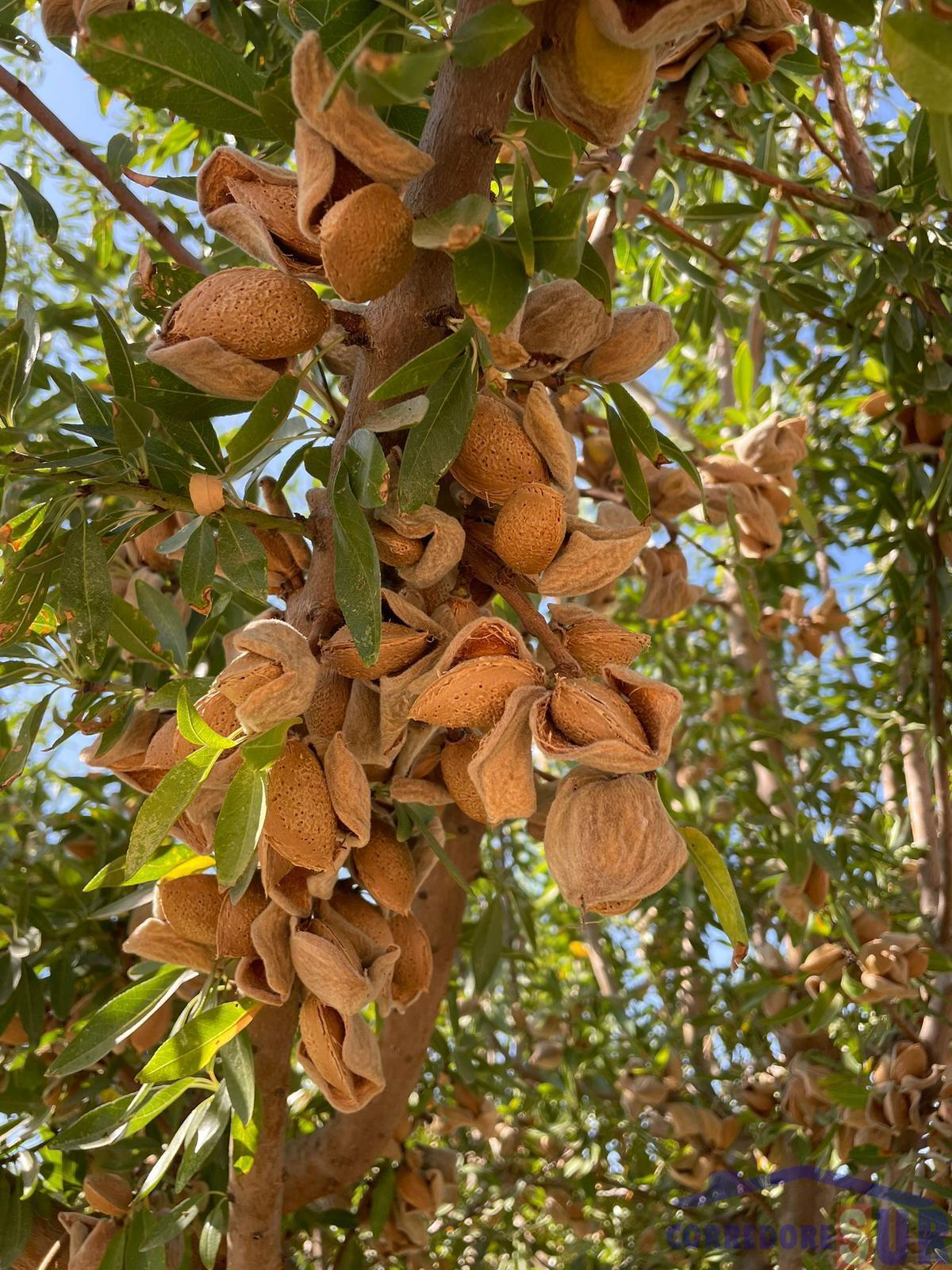 Venta de finca de recreo en Córdoba