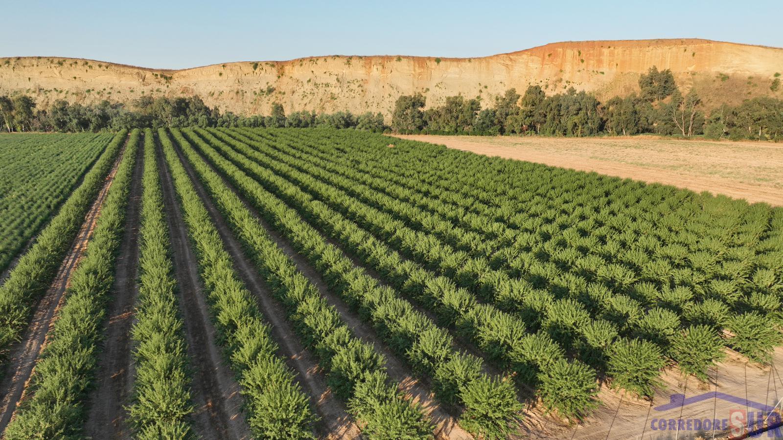 Venta de finca de recreo en Córdoba