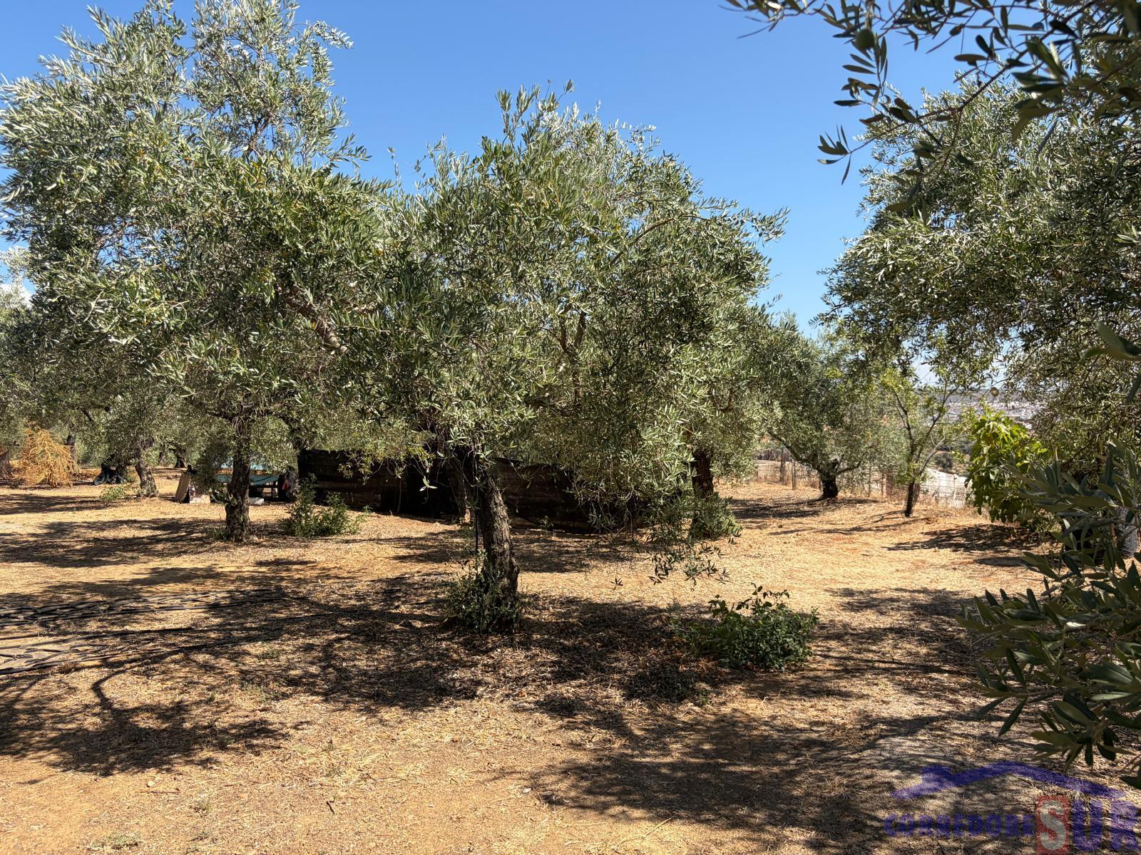 Venta de finca rústica en Córdoba
