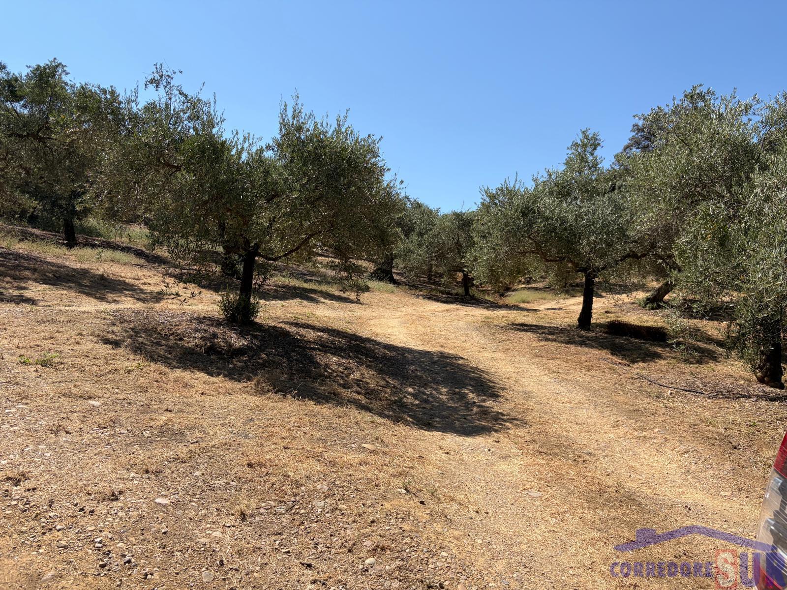 Venta de finca rústica en Córdoba