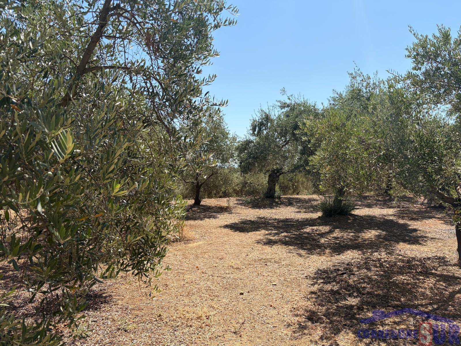 Venta de finca rústica en Córdoba