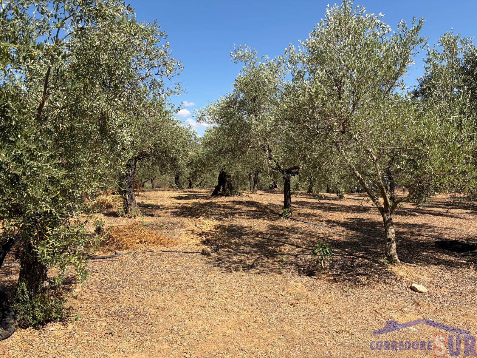 Venta de finca rústica en Córdoba