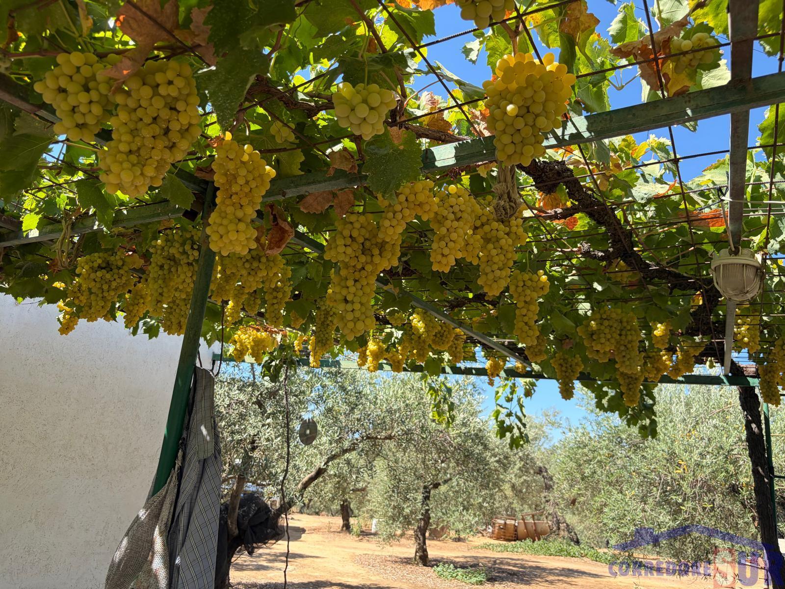 Venta de finca rústica en Córdoba