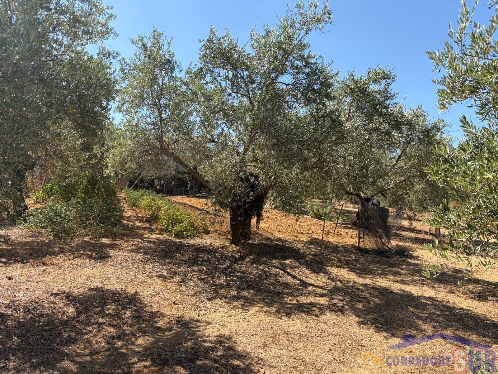 Venta de finca rústica en Córdoba