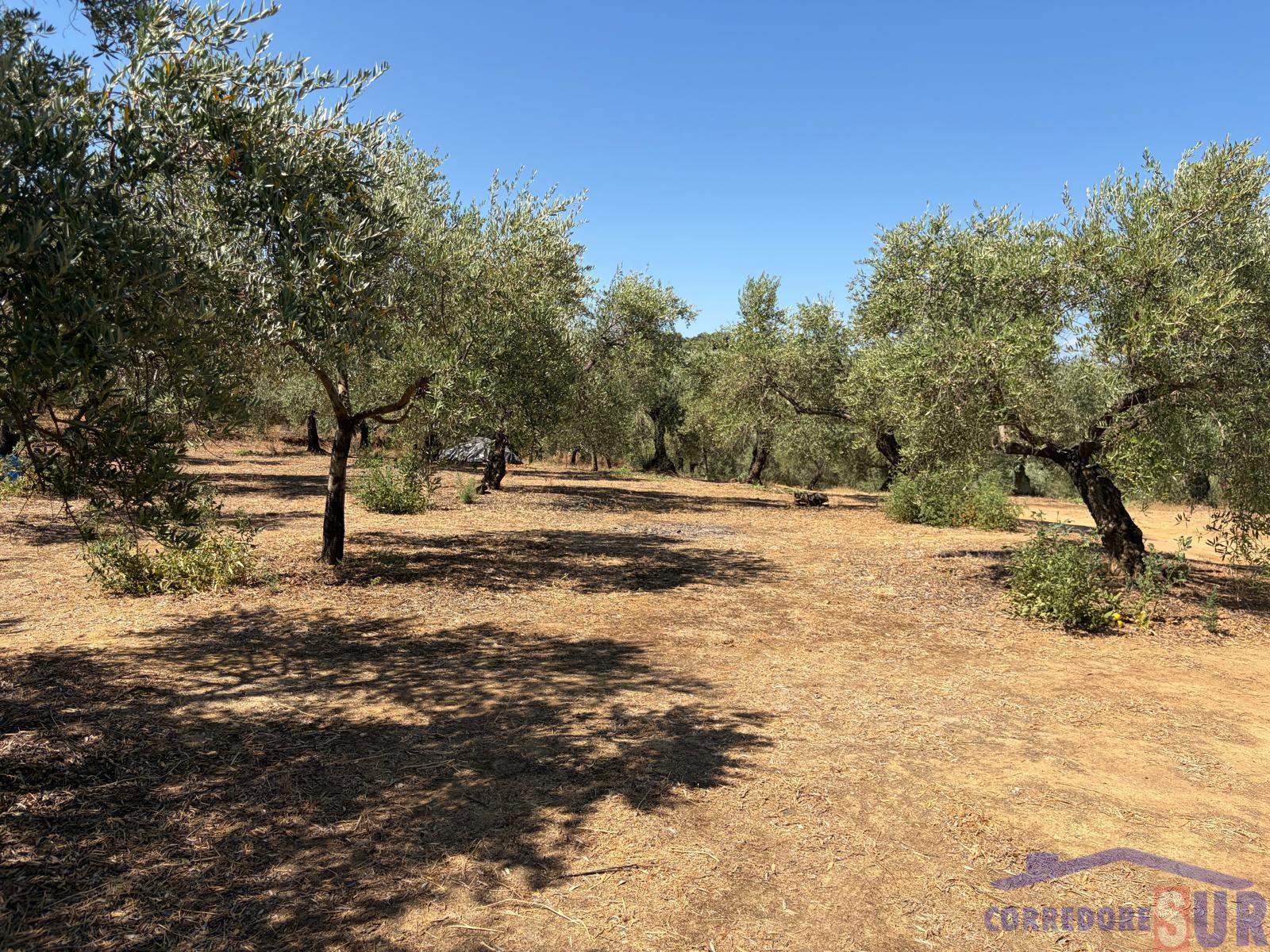 Venta de finca rústica en Córdoba