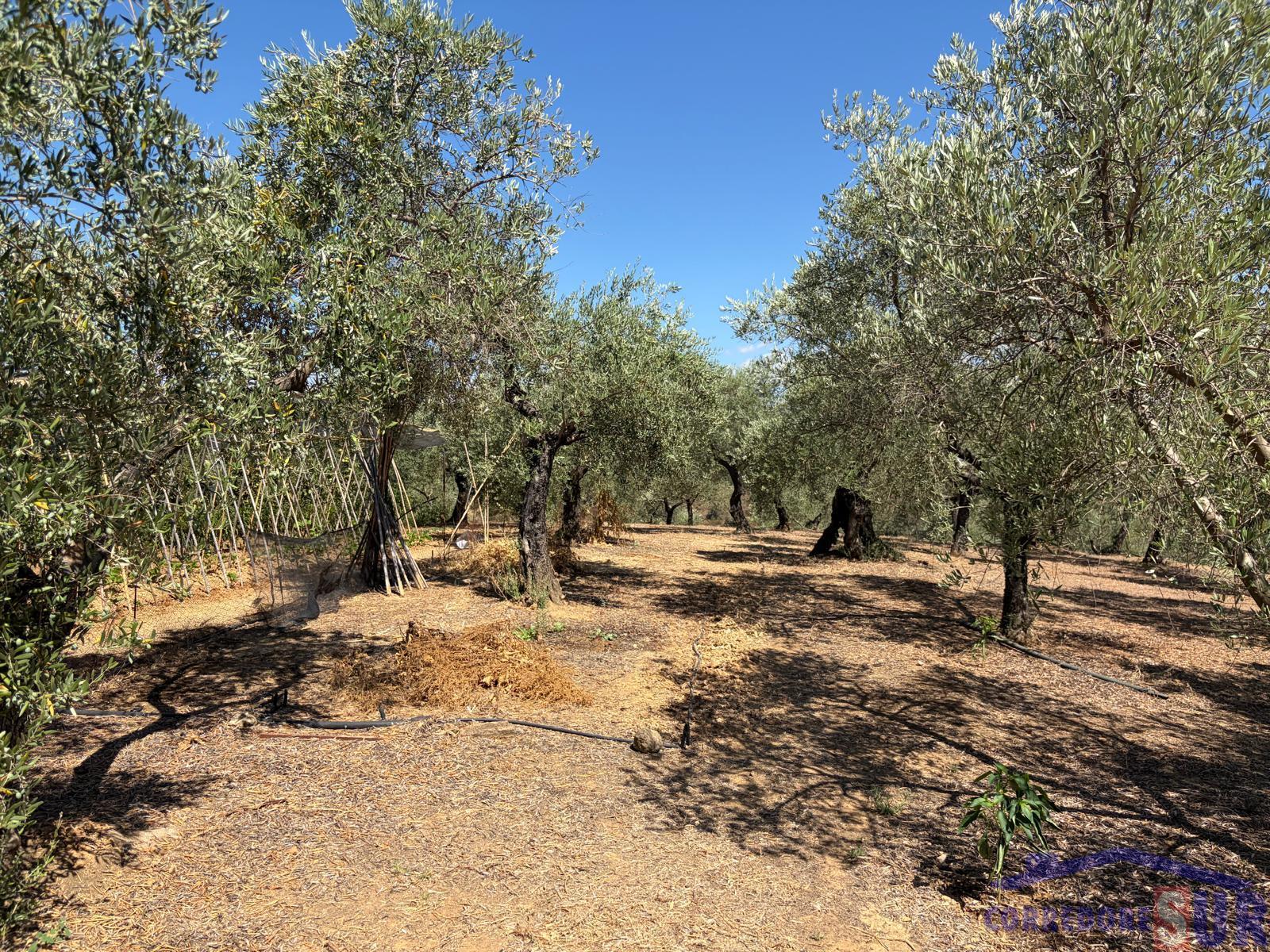 Venta de finca rústica en Córdoba
