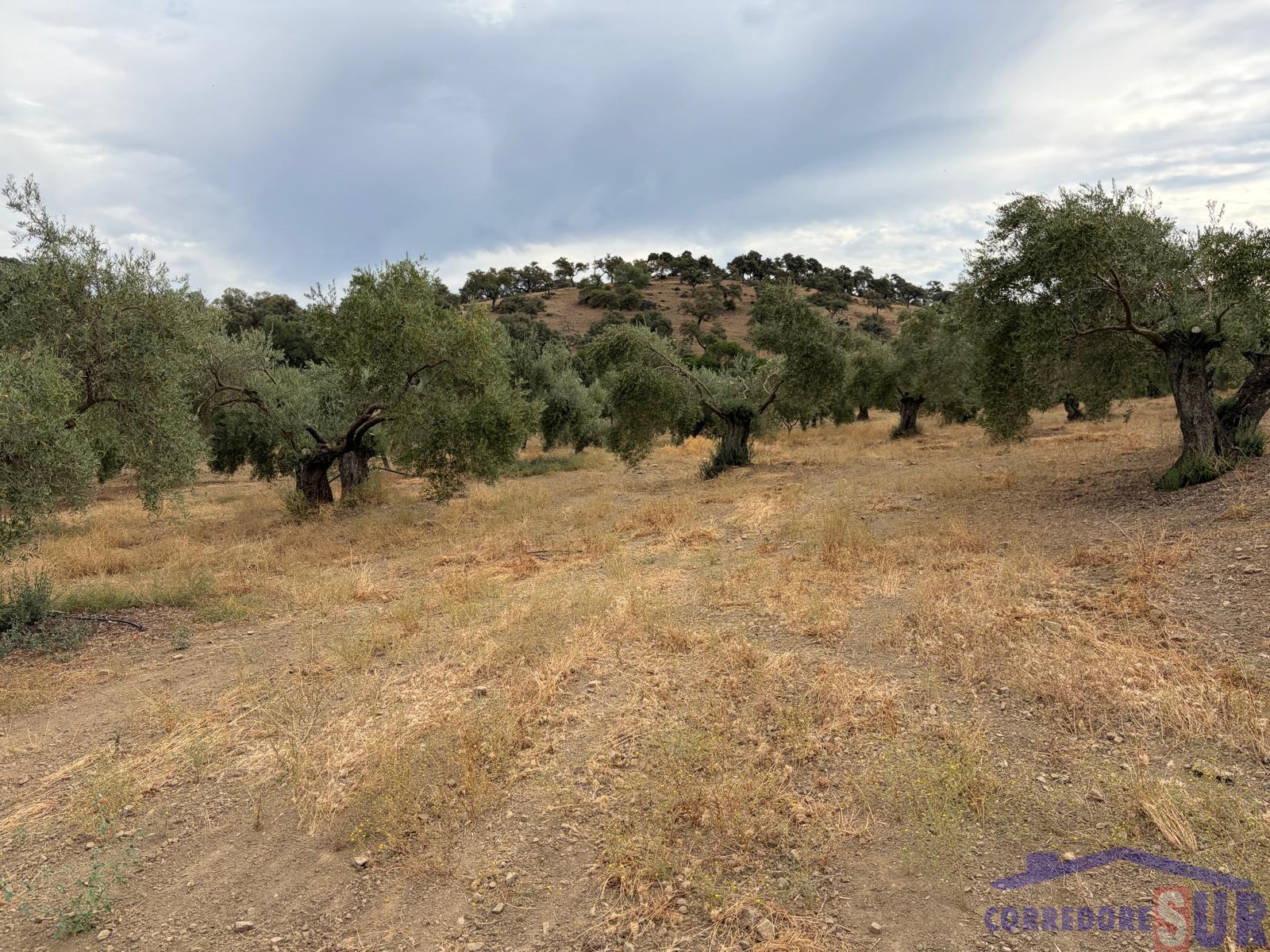 Venta de finca de recreo en Córdoba