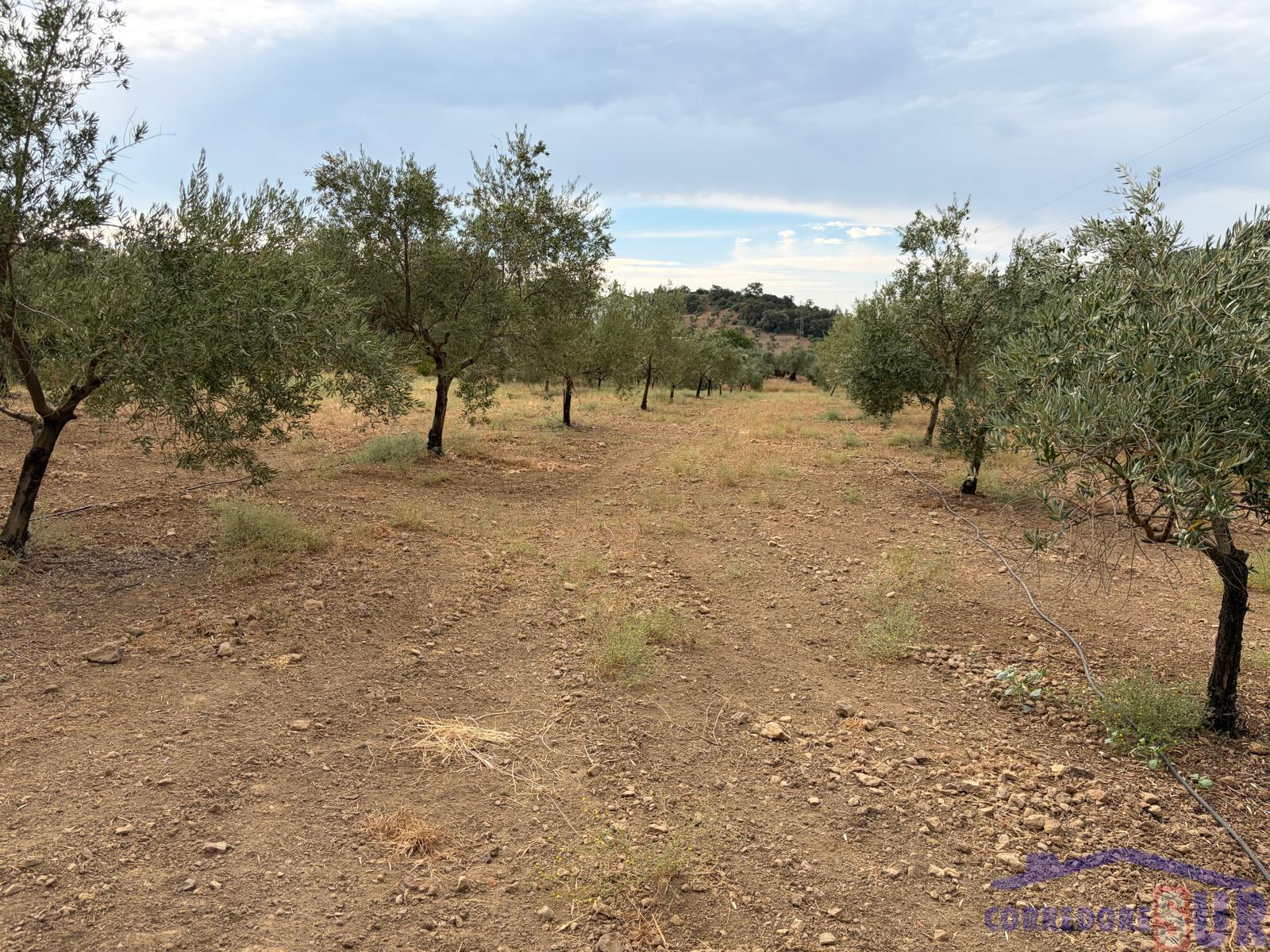 Venta de finca de recreo en Córdoba