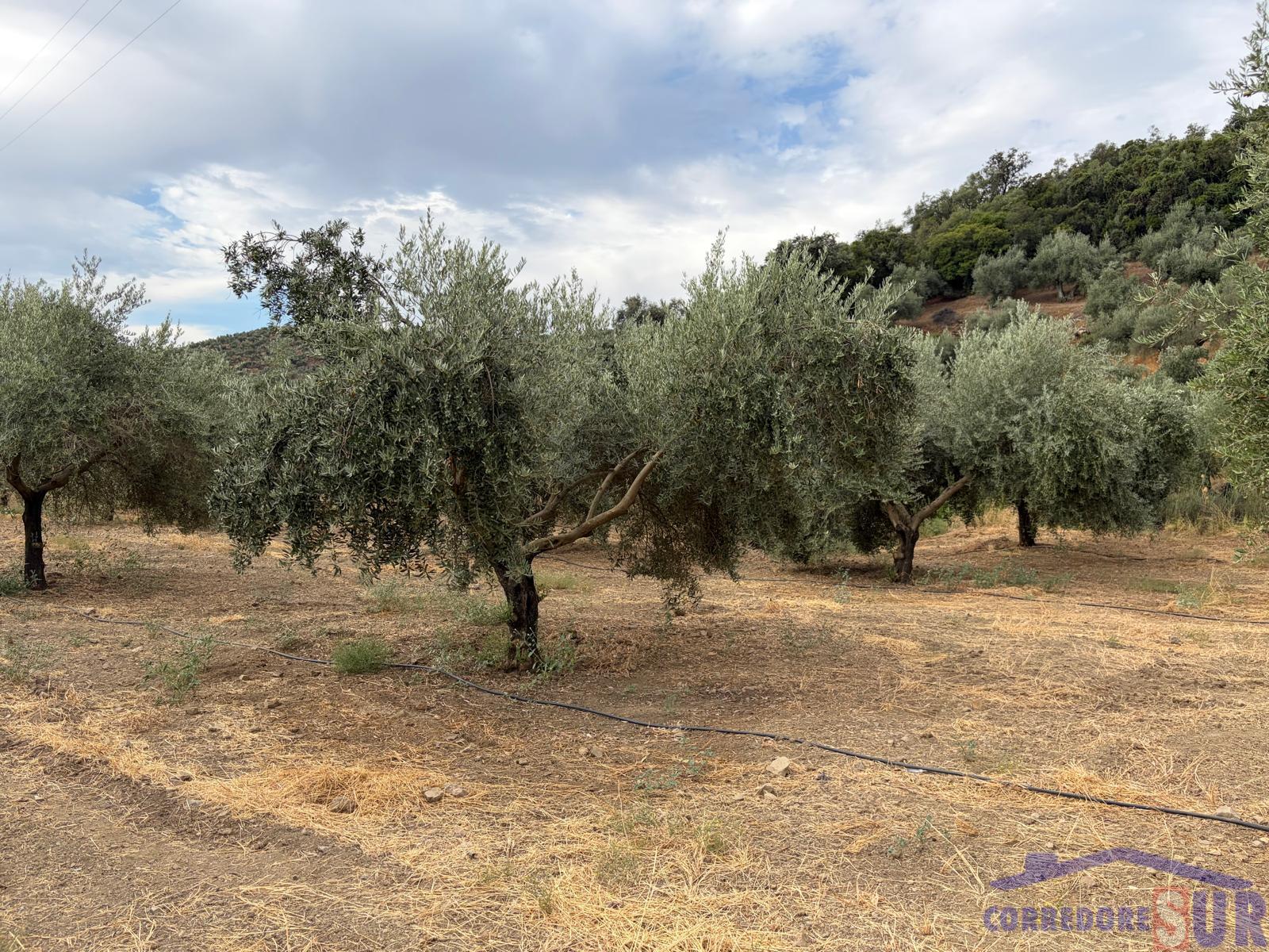 Venta de finca de recreo en Córdoba