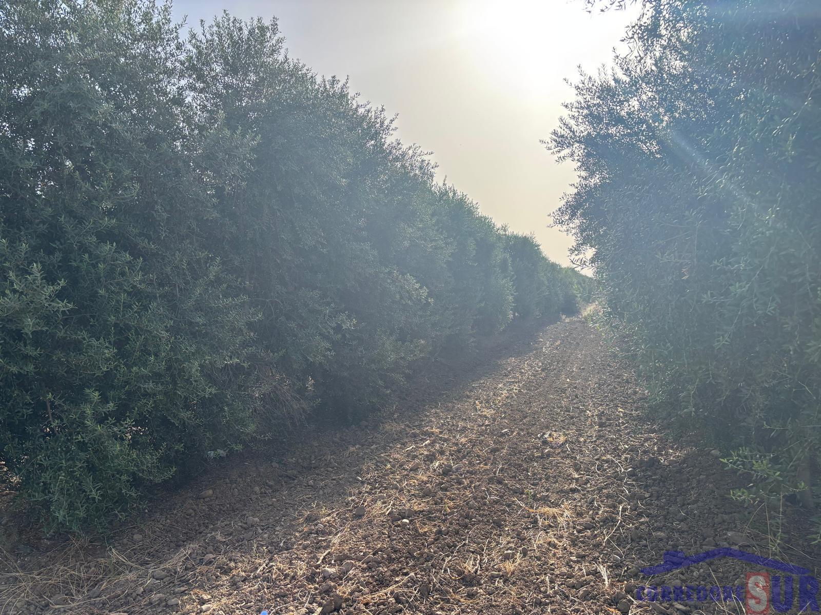 Venta de finca rústica en Córdoba