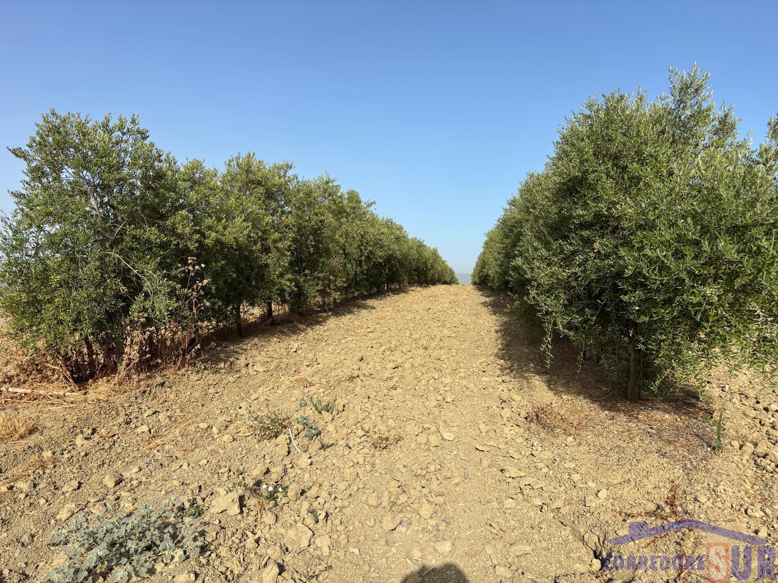 Venta de finca rústica en Córdoba