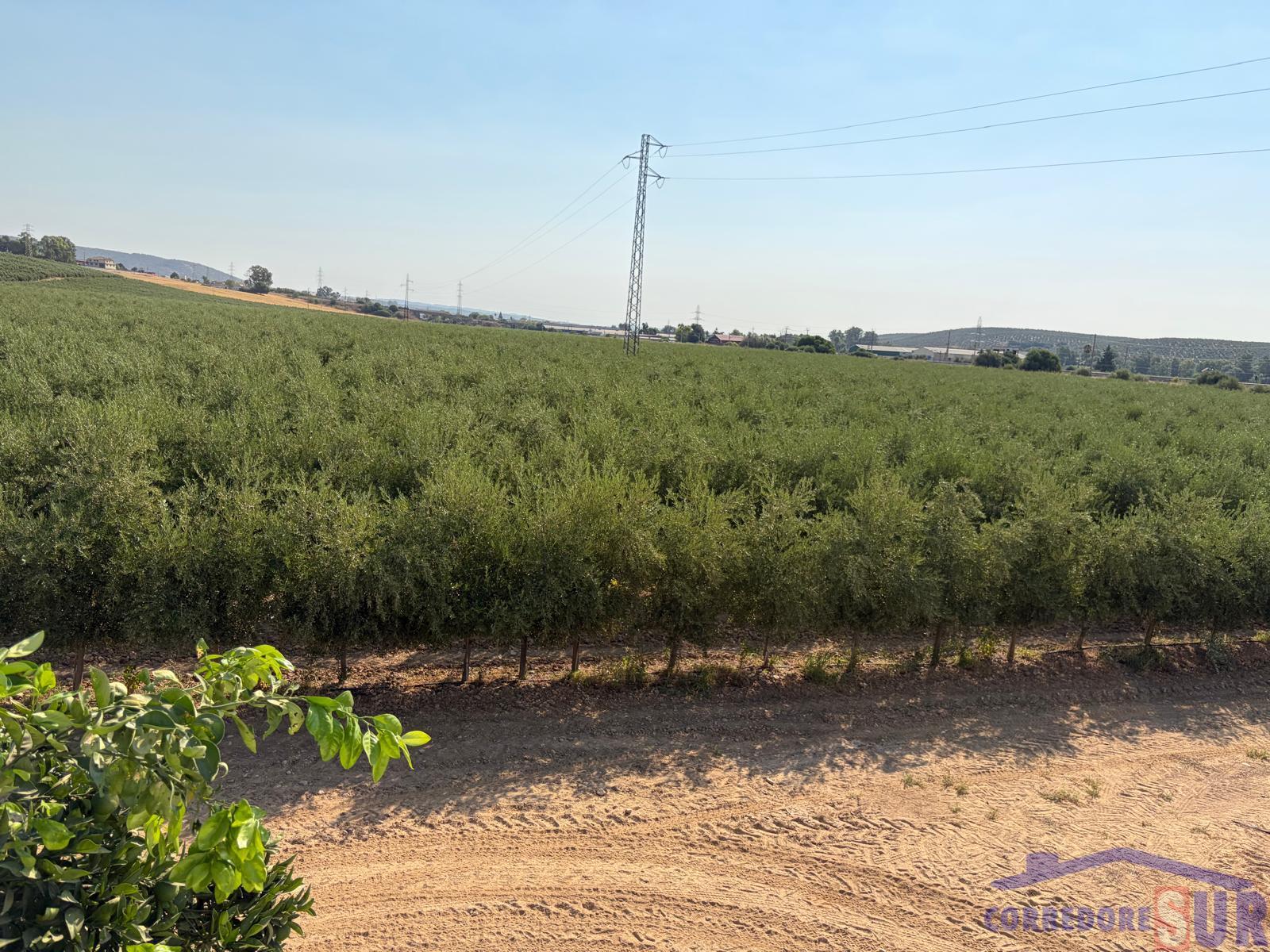 Venta de finca rústica en Córdoba