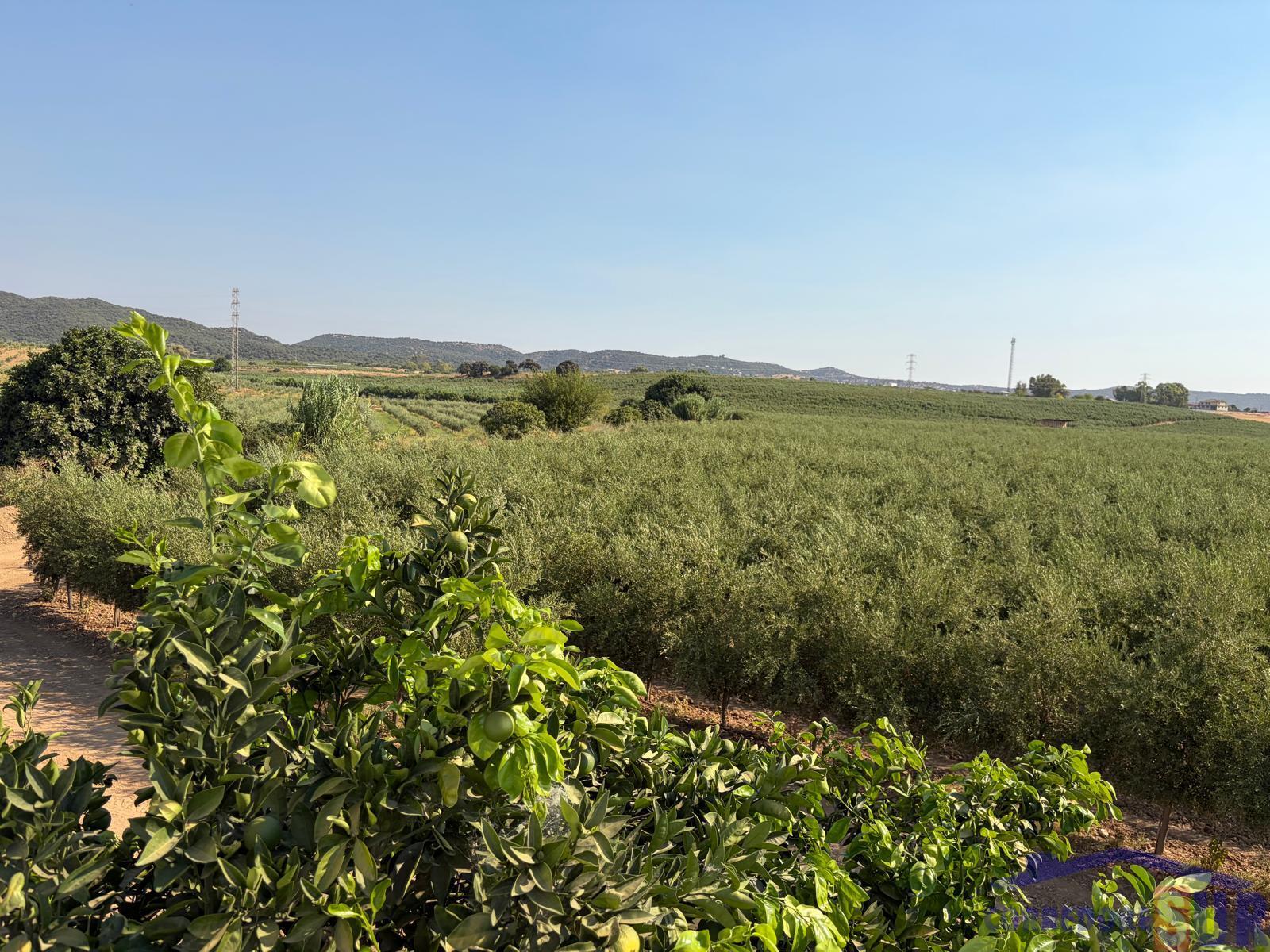 Venta de finca rústica en Córdoba