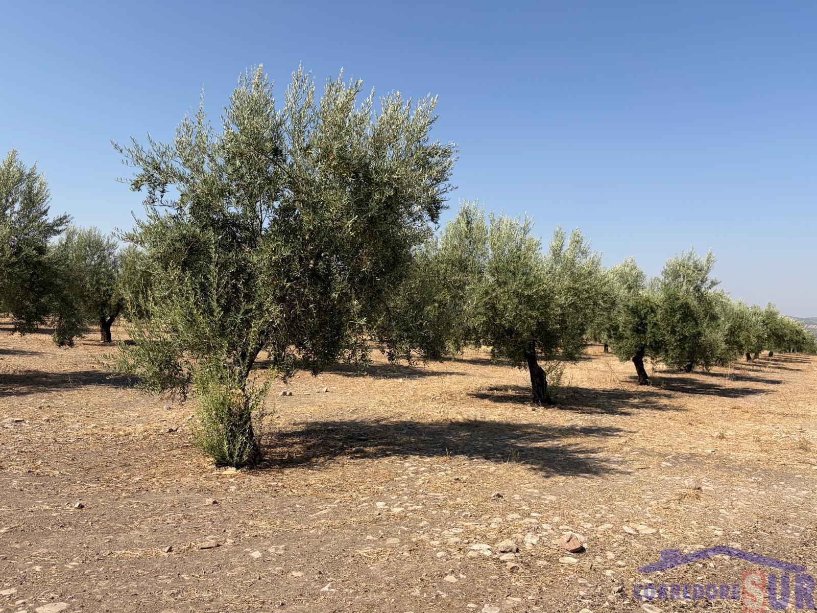 Venta de finca rústica en Córdoba