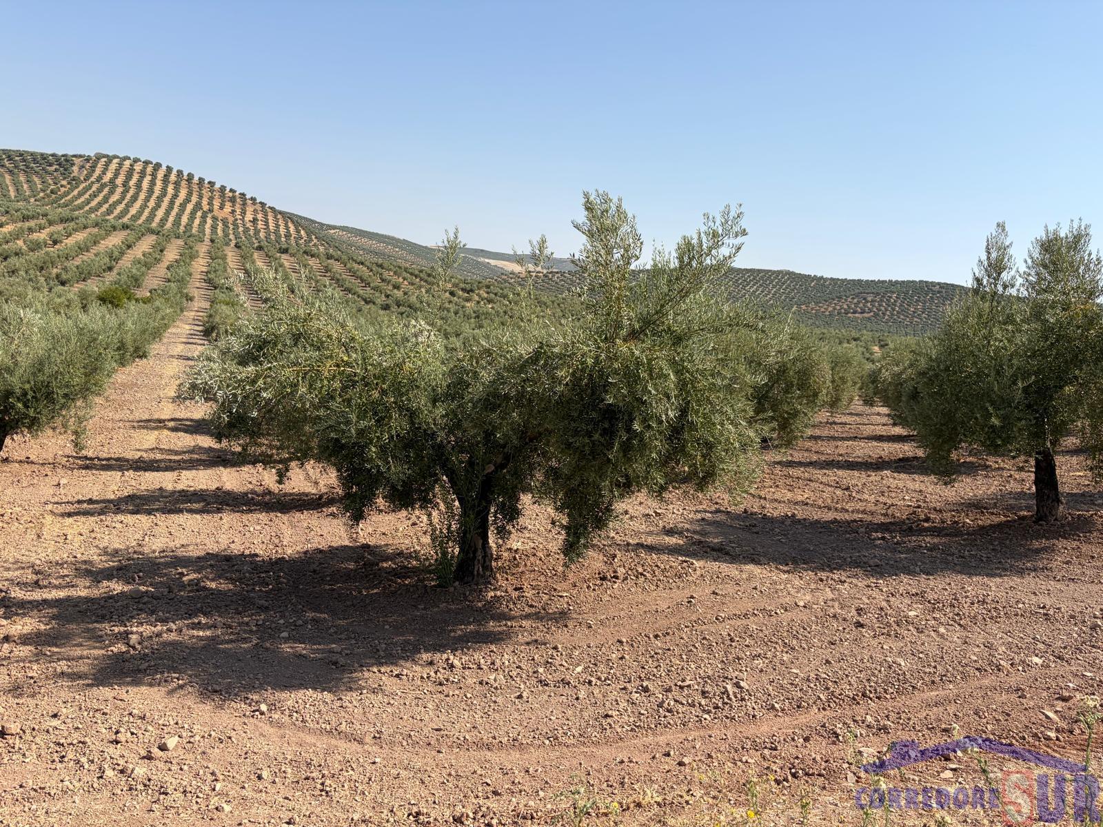 Venta de finca rústica en Córdoba