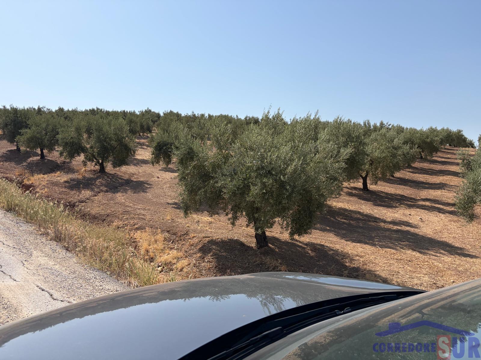Venta de finca rústica en Córdoba
