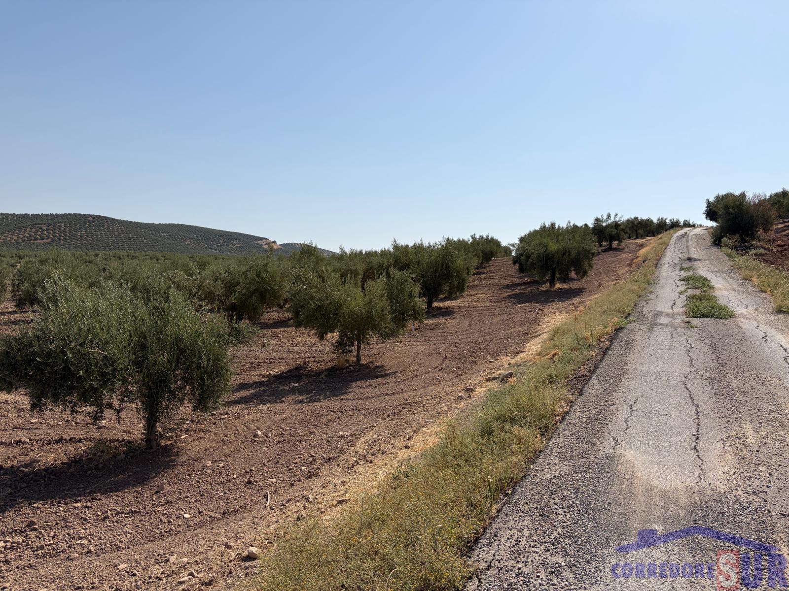 Venta de finca rústica en Córdoba