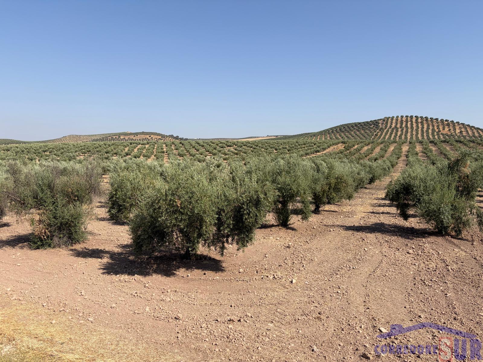 Venta de finca rústica en Córdoba