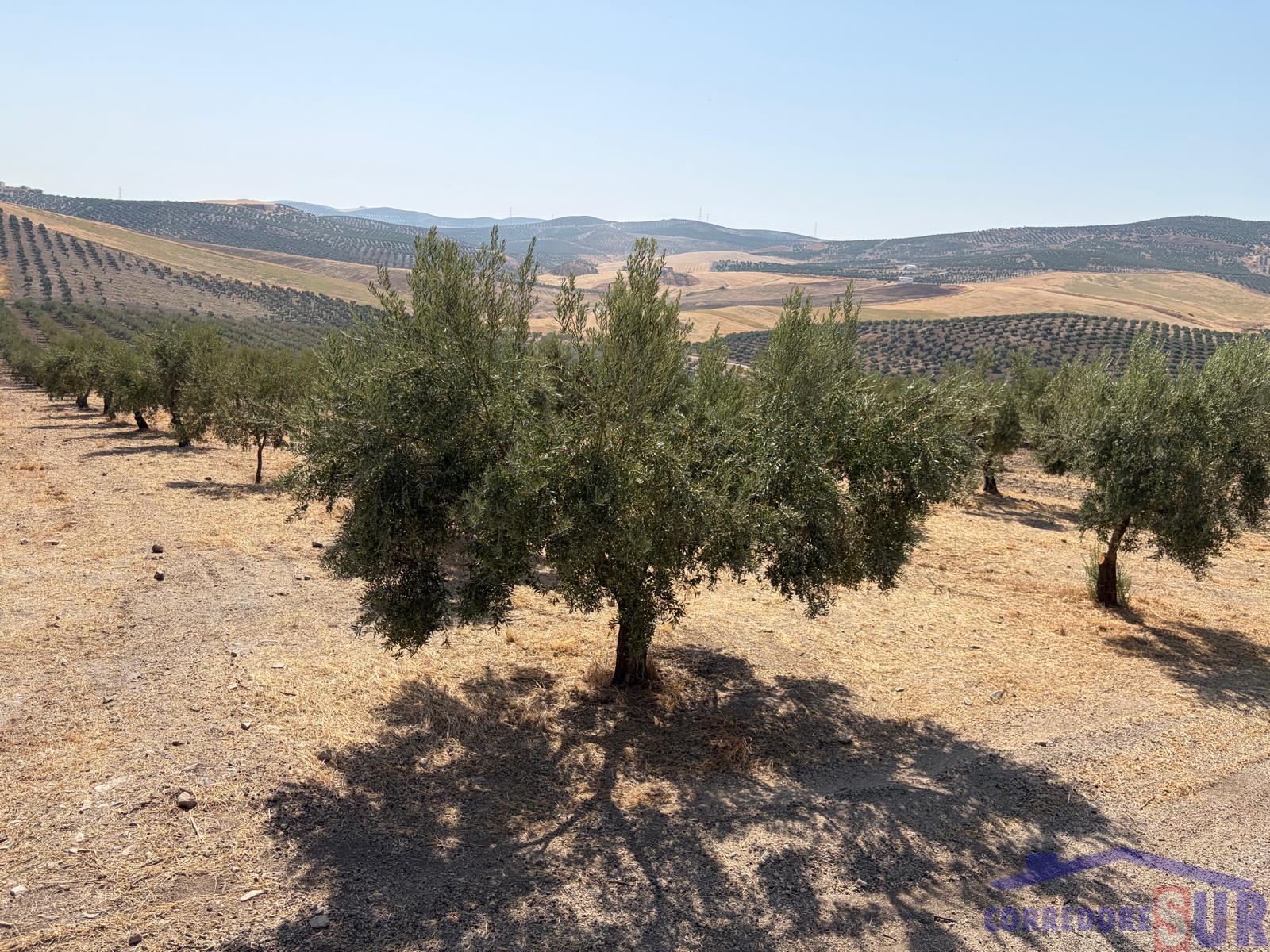 Venta de finca rústica en Córdoba