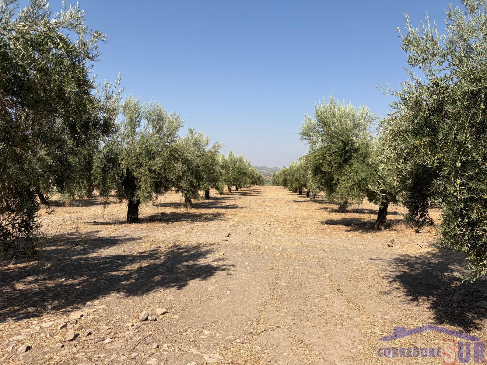 Venta de finca rústica en Córdoba