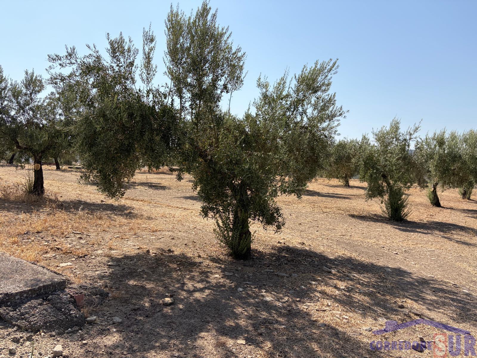 Venta de finca rústica en Córdoba