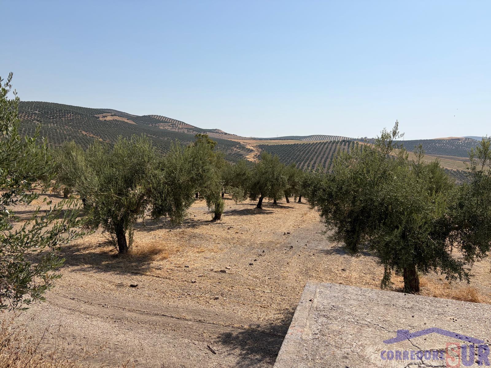 Venta de finca rústica en Córdoba