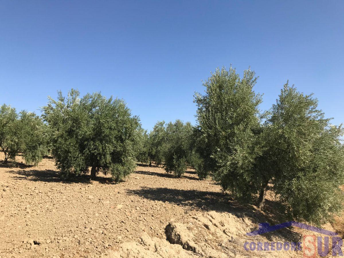 Venta de finca rústica en Córdoba