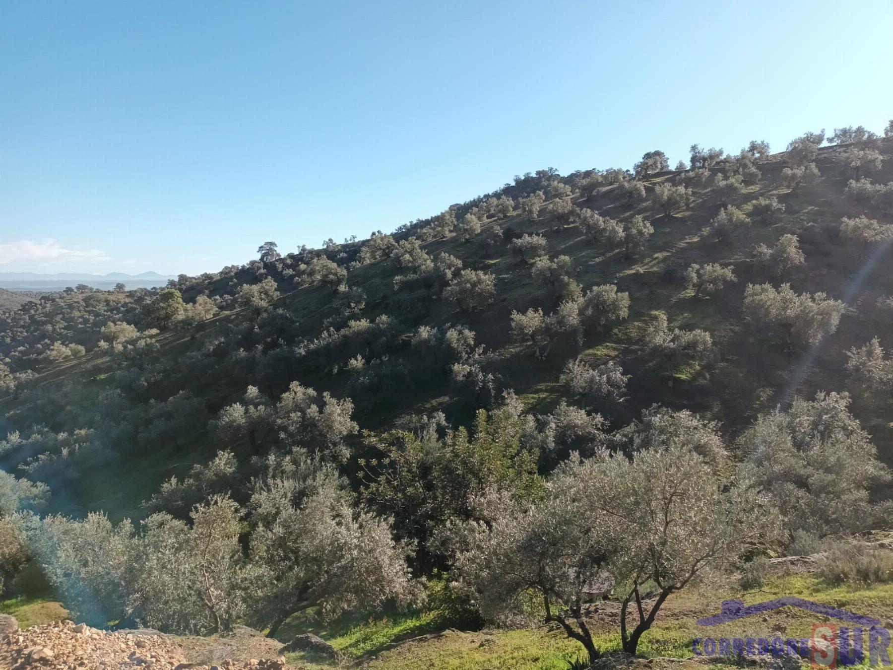 Venta de finca rústica en Córdoba