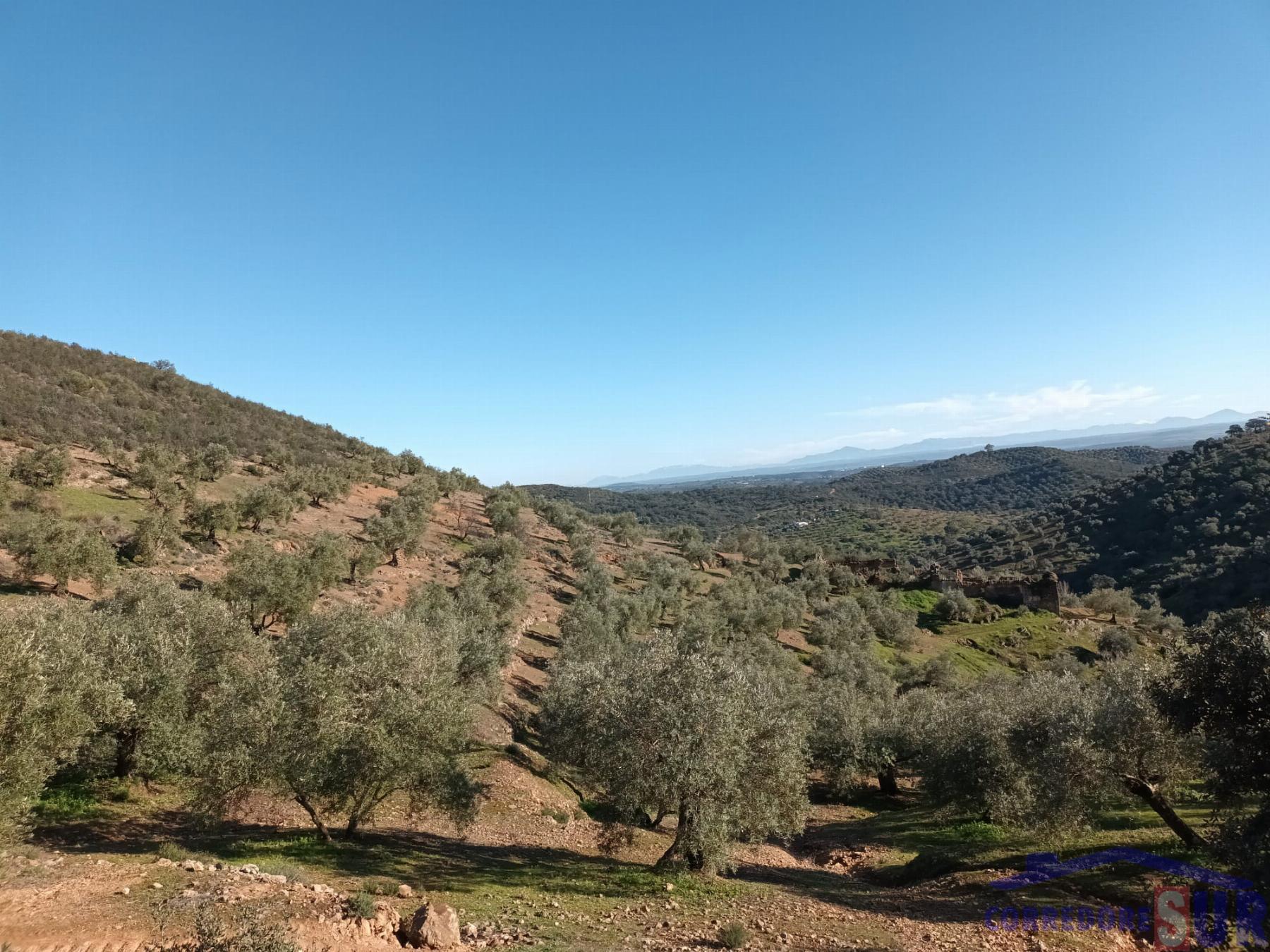 Venta de finca rústica en Córdoba