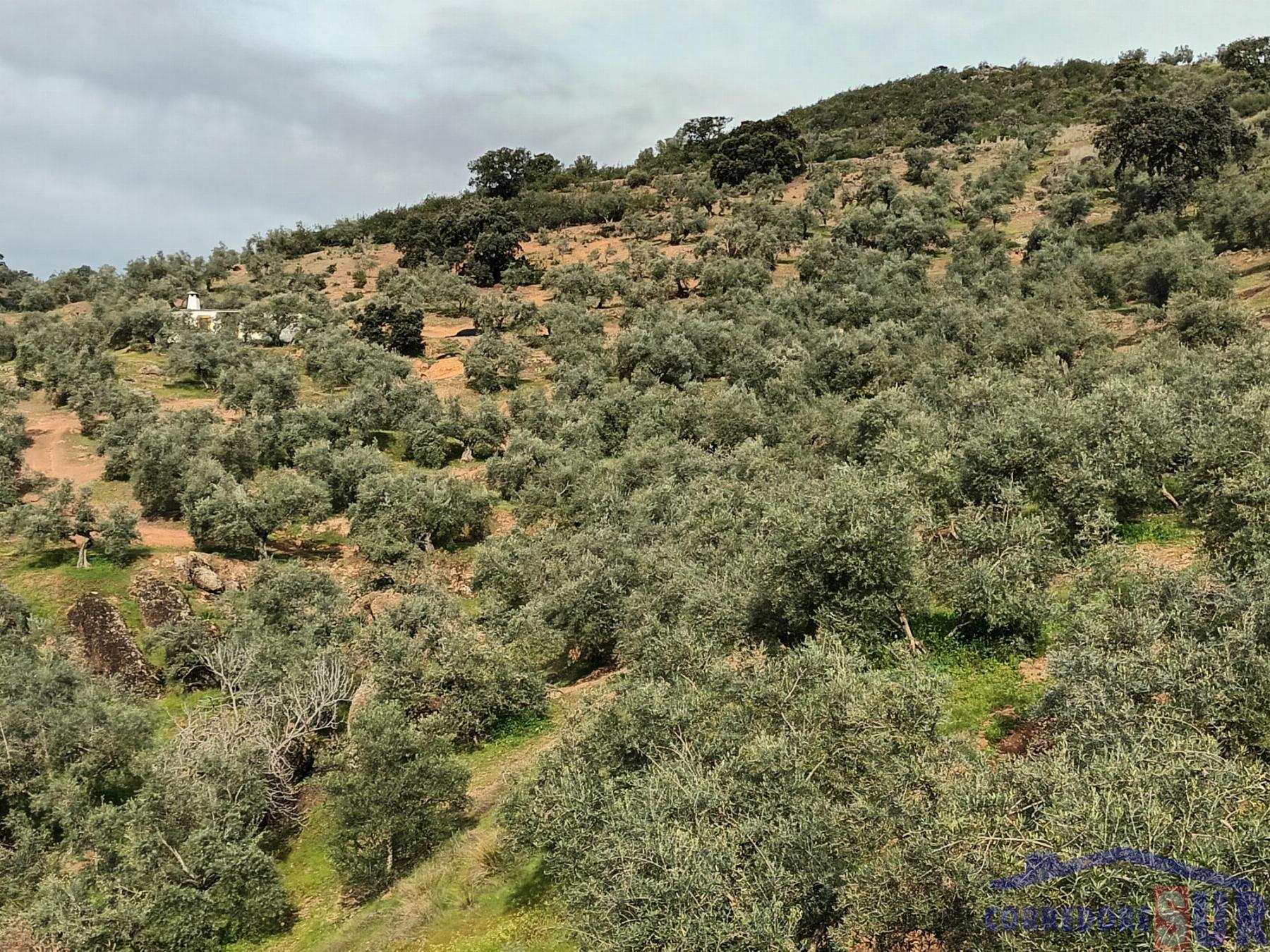 Venta de finca rústica en Córdoba