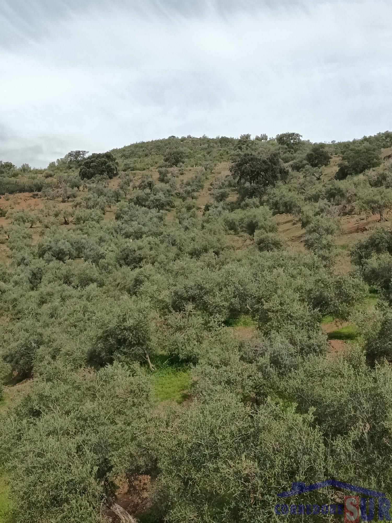 Venta de finca rústica en Córdoba