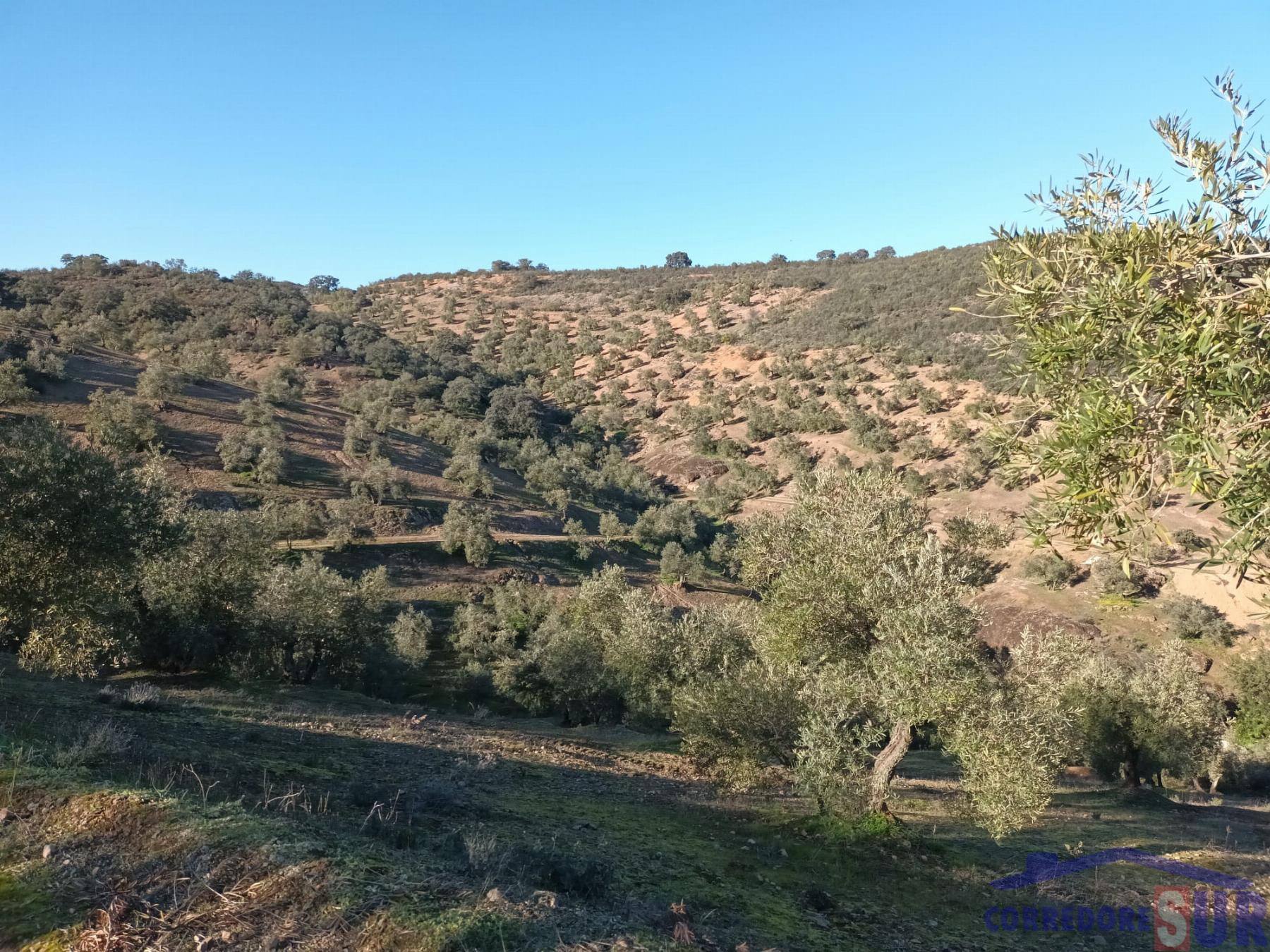 Venta de finca rústica en Córdoba