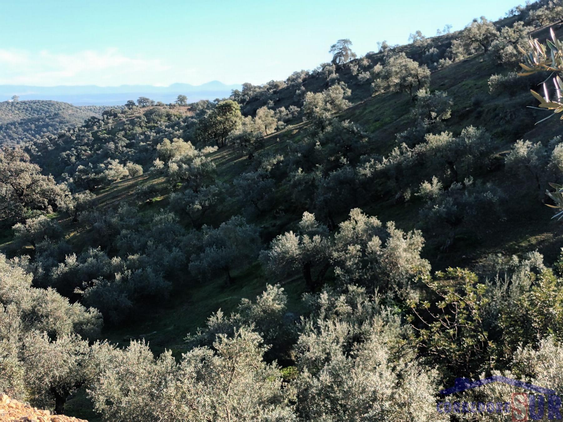 Venta de finca rústica en Córdoba