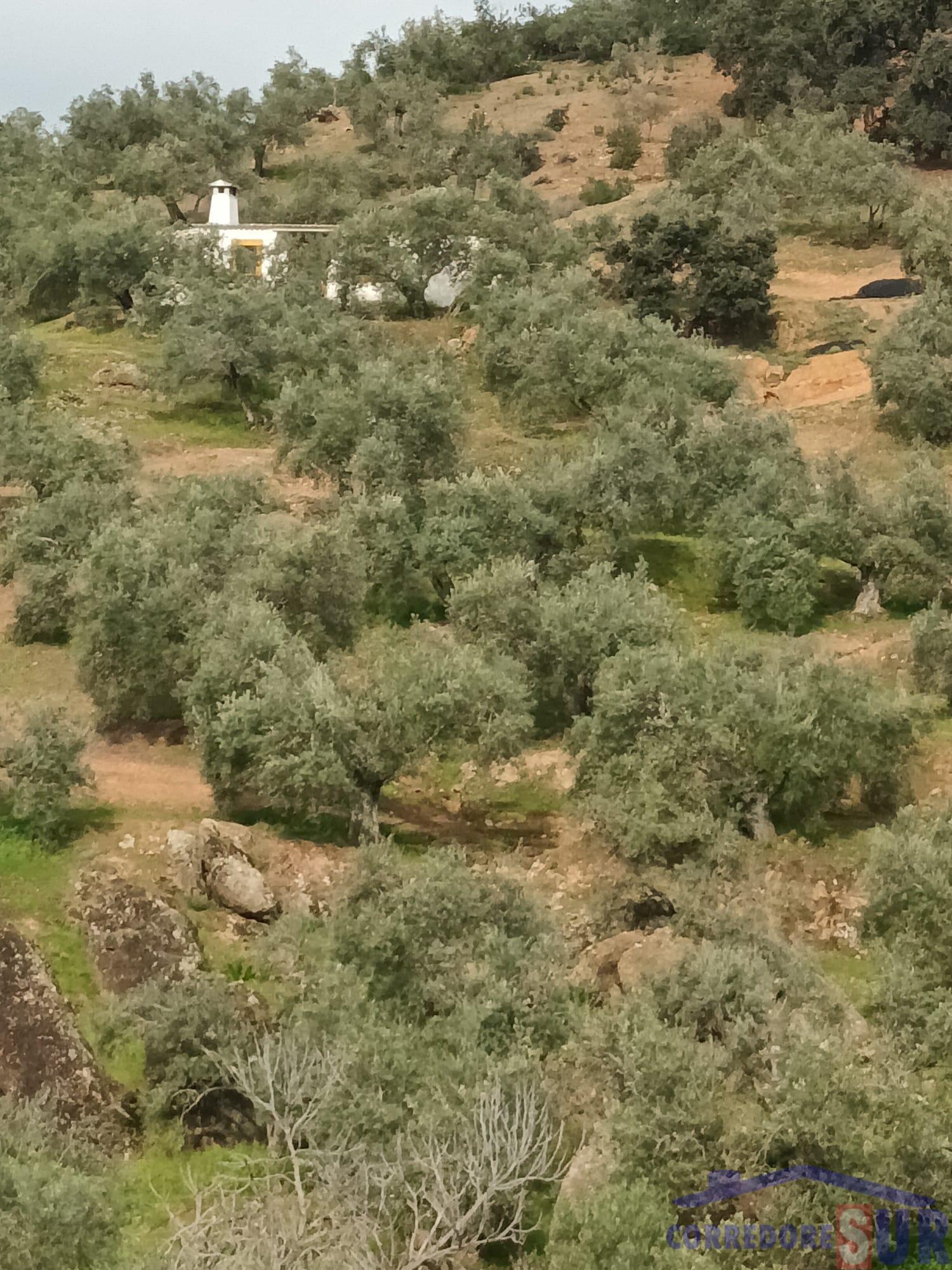 Venta de finca rústica en Córdoba