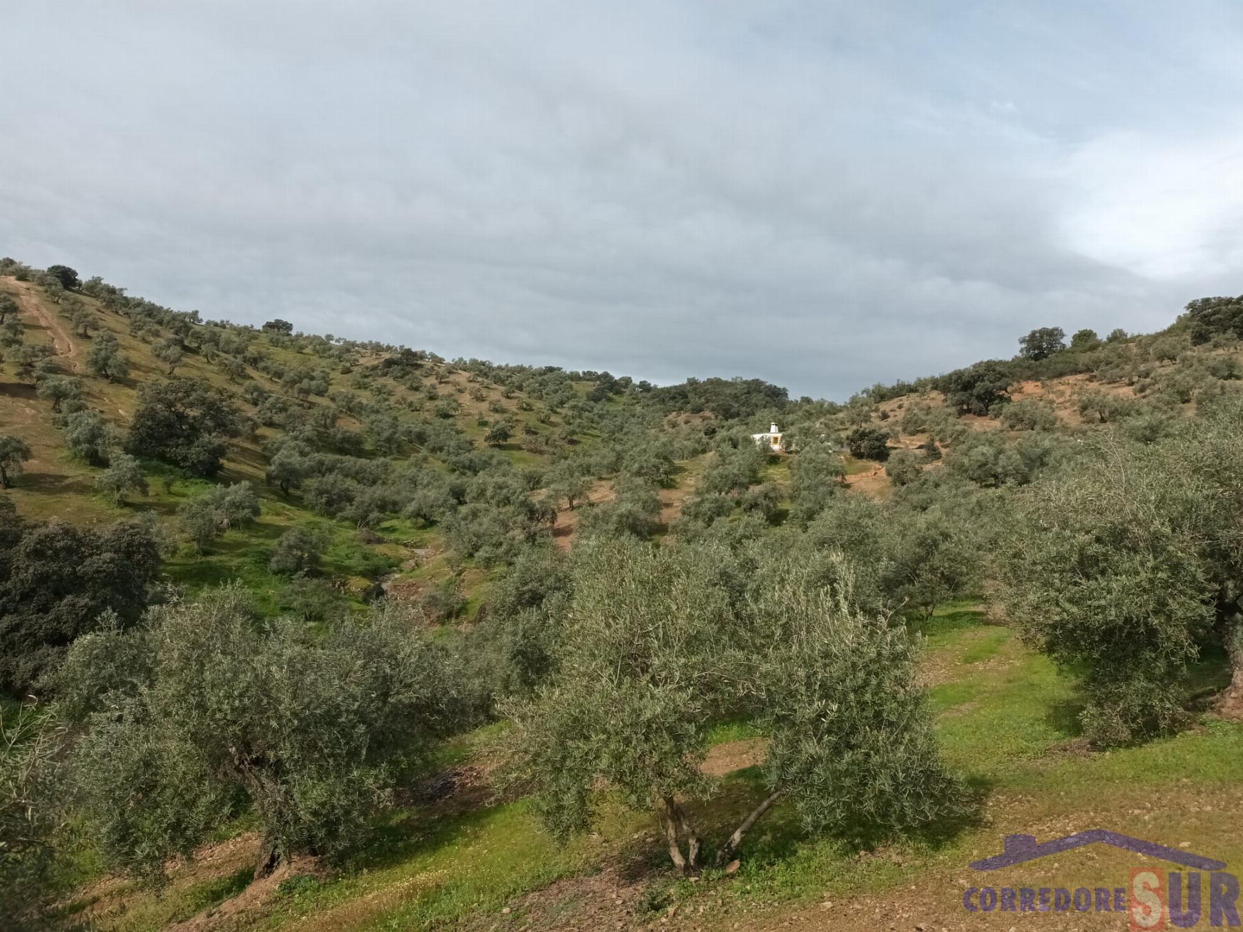 Venta de finca rústica en Córdoba