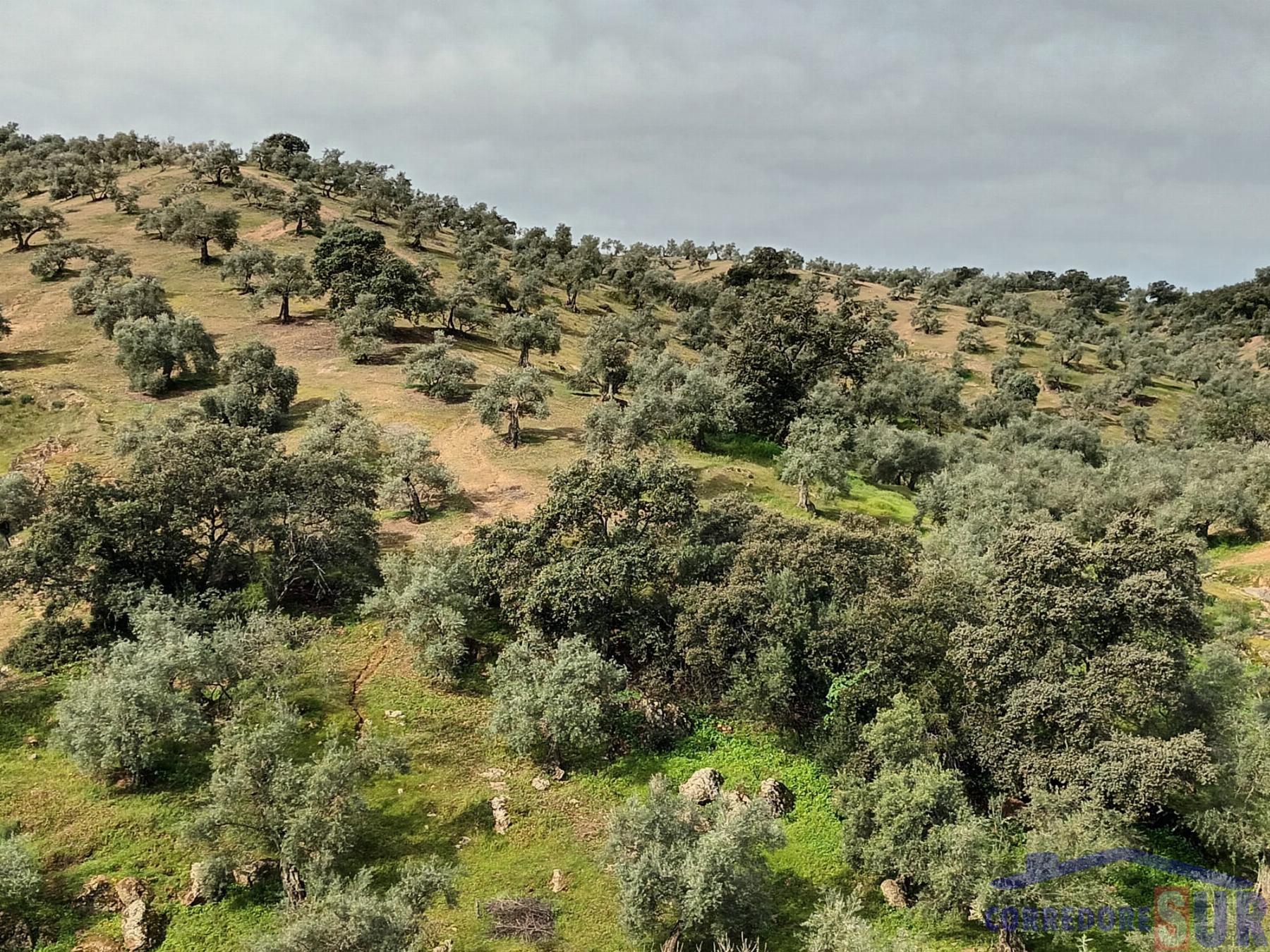 Venta de finca rústica en Córdoba
