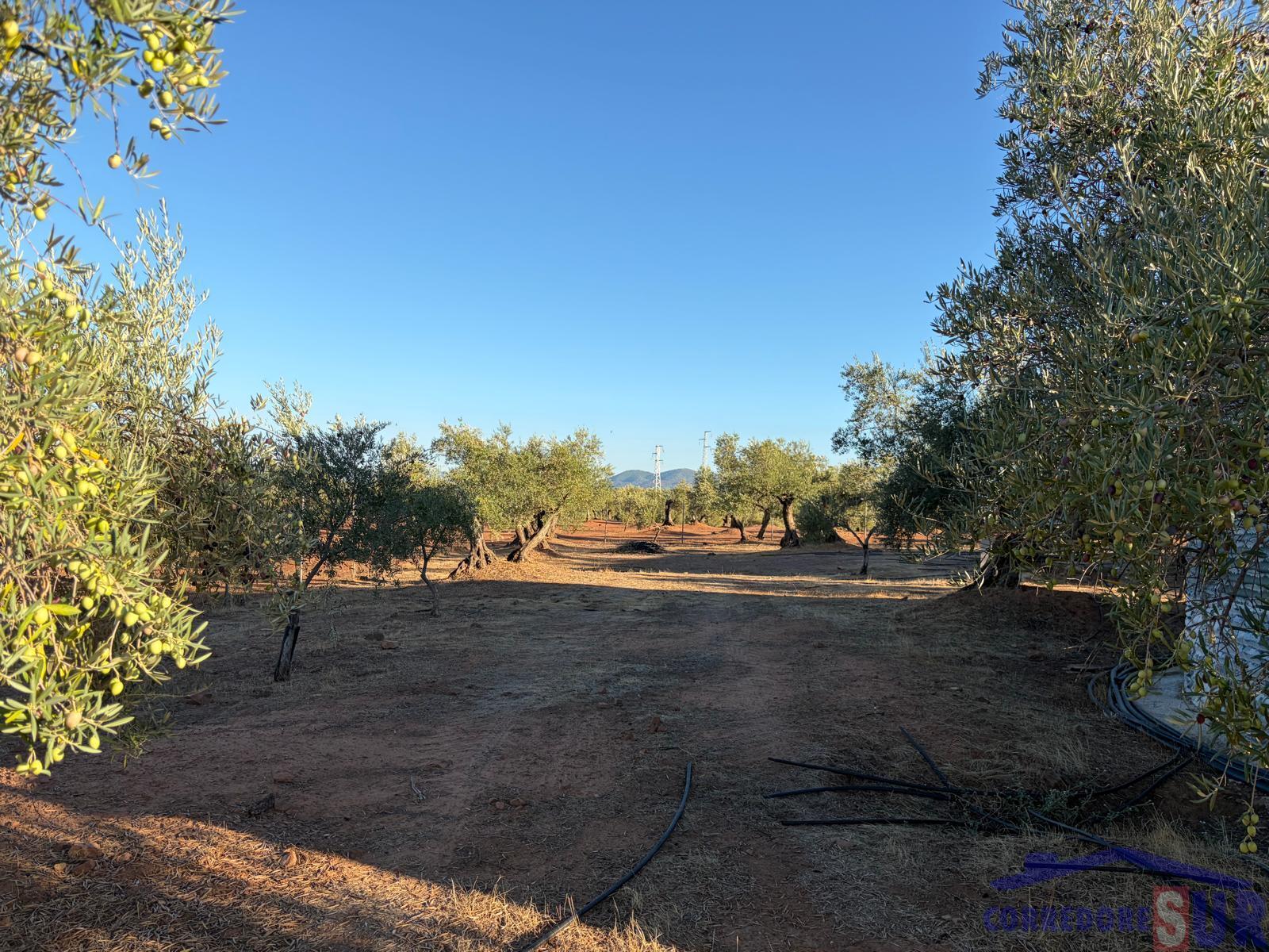Venta de finca rústica en Córdoba