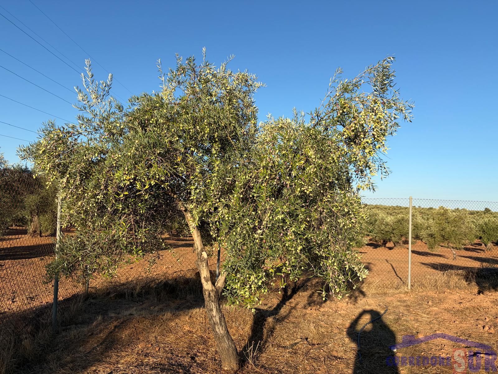 Venta de finca rústica en Córdoba