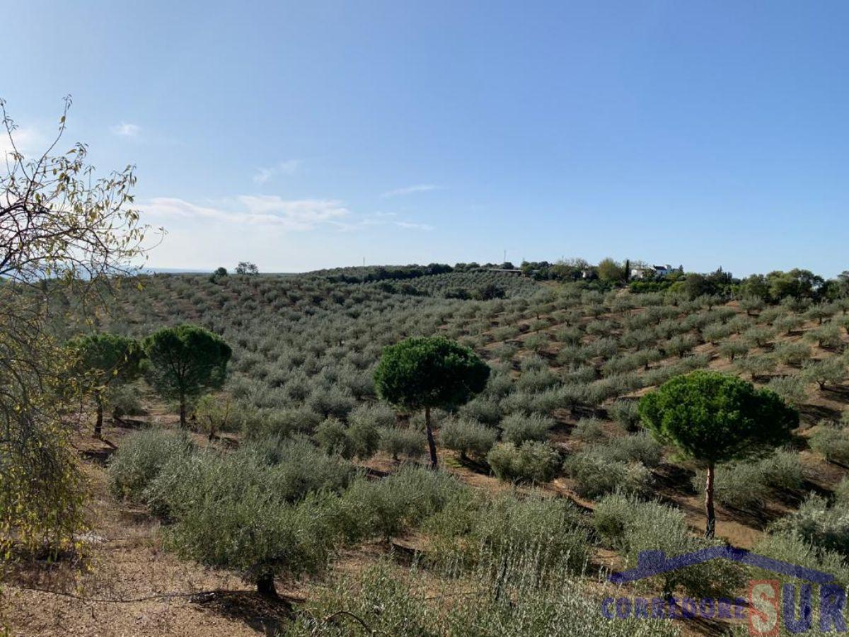 Venta de finca rústica en Almodóvar del Río